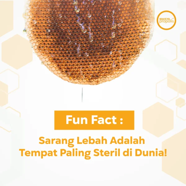 Jasa Kelola Sosmed - Maisya Propolis 13