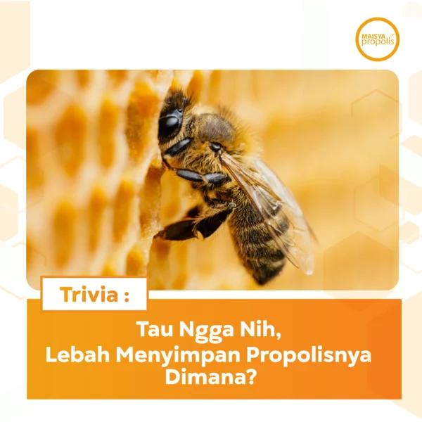 Jasa Kelola Sosmed - Maisya Propolis 16